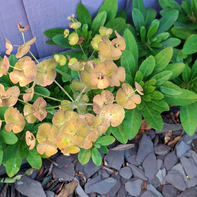 Photo of the plant species Wood Spurge by @AlertLillypilly named Doja Cat on Greg, the plant care app