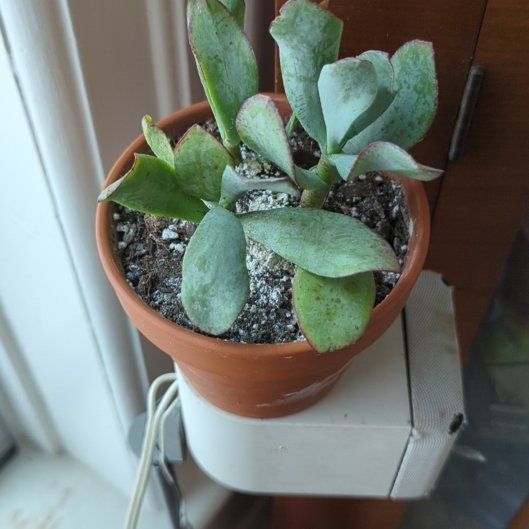 Photo of the plant species Crassula Blue Bird by @SpunkyCactus named Rosa on Greg, the plant care app