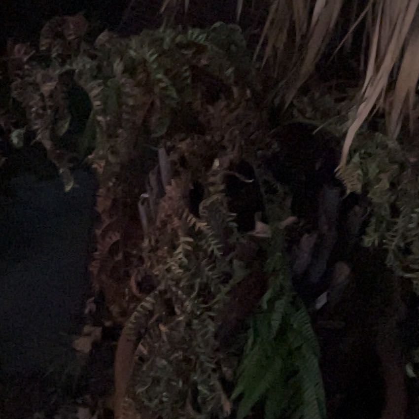 Photo of the plant species Climbing Asparagus Fern by @HeroCedarofgoa named Peter Parker on Greg, the plant care app