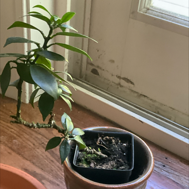 Photo of the plant species Myrtle Leaf Orange by @WillJellybeans named Nemo on Greg, the plant care app