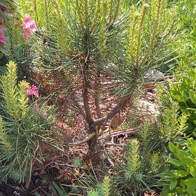Photo of the plant species Lodgepole Pine by @HighWhitfieldia named Hemingway on Greg, the plant care app