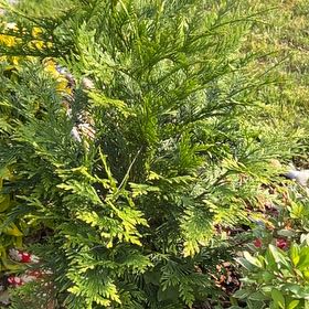Photo of the plant species Ginger Pine by @HighWhitfieldia named Achilles on Greg, the plant care app