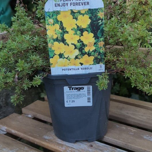 Photo of the plant species Shrubby Cinquefoil by @PeppyLuscious named Osmo on Greg, the plant care app
