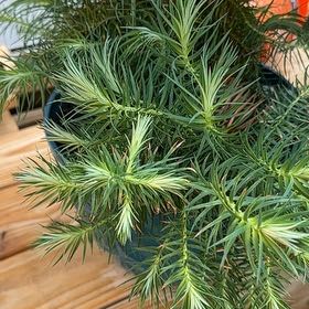Photo of the plant species Chinese Fir by @GladSnowdrop named Hemingway on Greg, the plant care app
