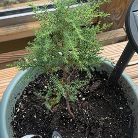Photo of the plant species Tecate cypress by @GladSnowdrop named Muhammad Ali on Greg, the plant care app