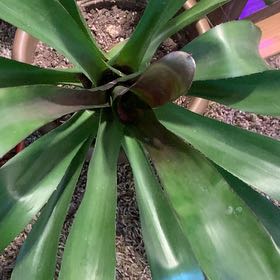 Photo of the plant species Bromeliad by @FinestSmokebush named Demi on Greg, the plant care app