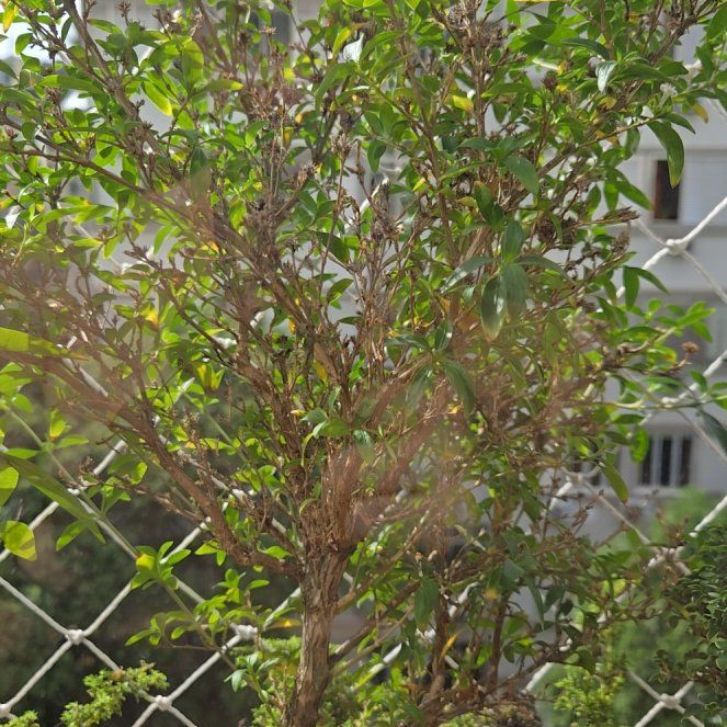 Photo of the plant species Kyoto Serissa by @GleamingPrasium named Mando on Greg, the plant care app