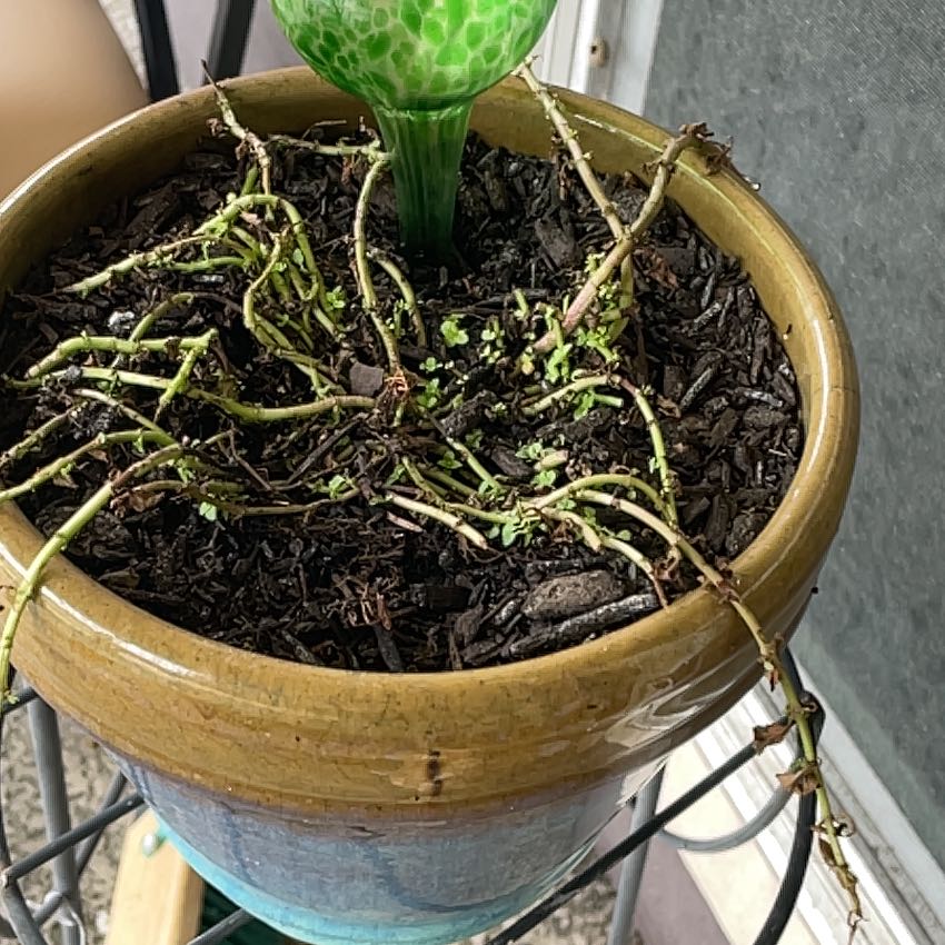 Photo of the plant species Pennyroyal by @LastingAster named Harry on Greg, the plant care app