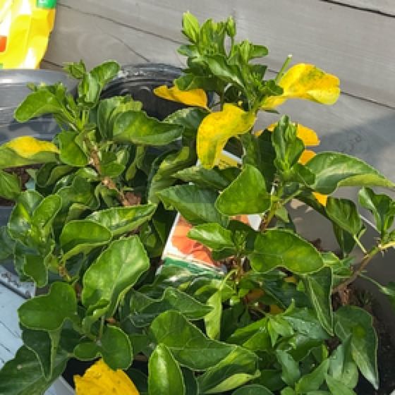 Photo of the plant species Fiesta hibiscus by @SmoothTricolor named Austen on Greg, the plant care app