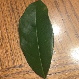 Photo of the plant species Glossy Privet by @CoolBrazilwood named Girlfrond on Greg, the plant care app