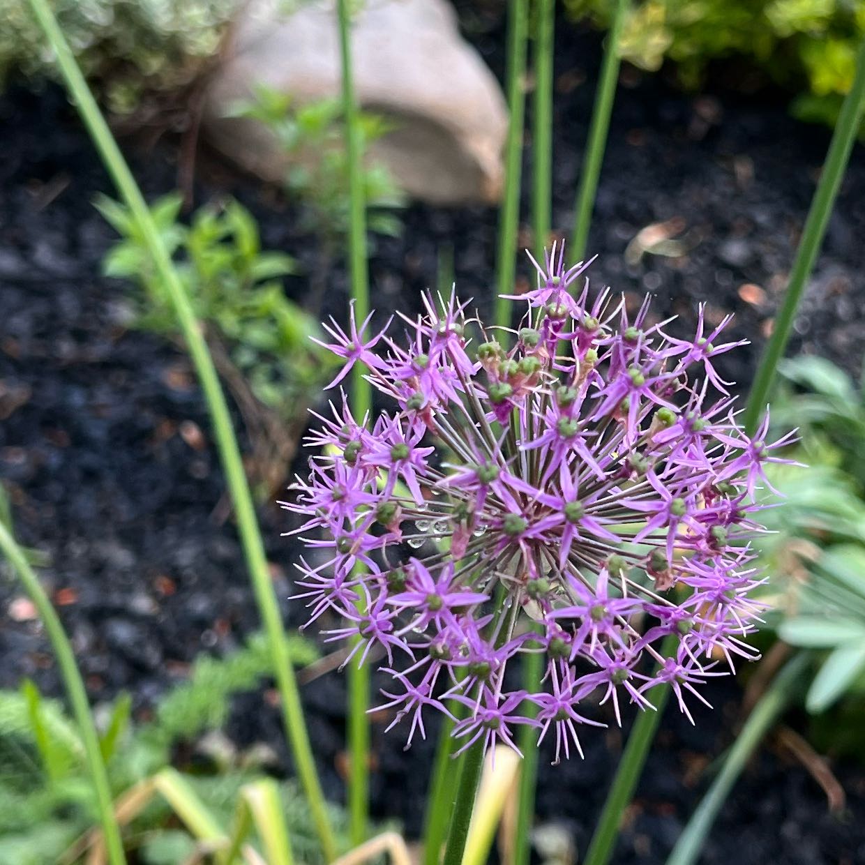 Flowering Elephant Garlic plant with purple flowers and visible soil in the background.