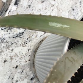 Photo of the plant species Common Eelgrass by @TenderGuzmania named Mollie on Greg, the plant care app