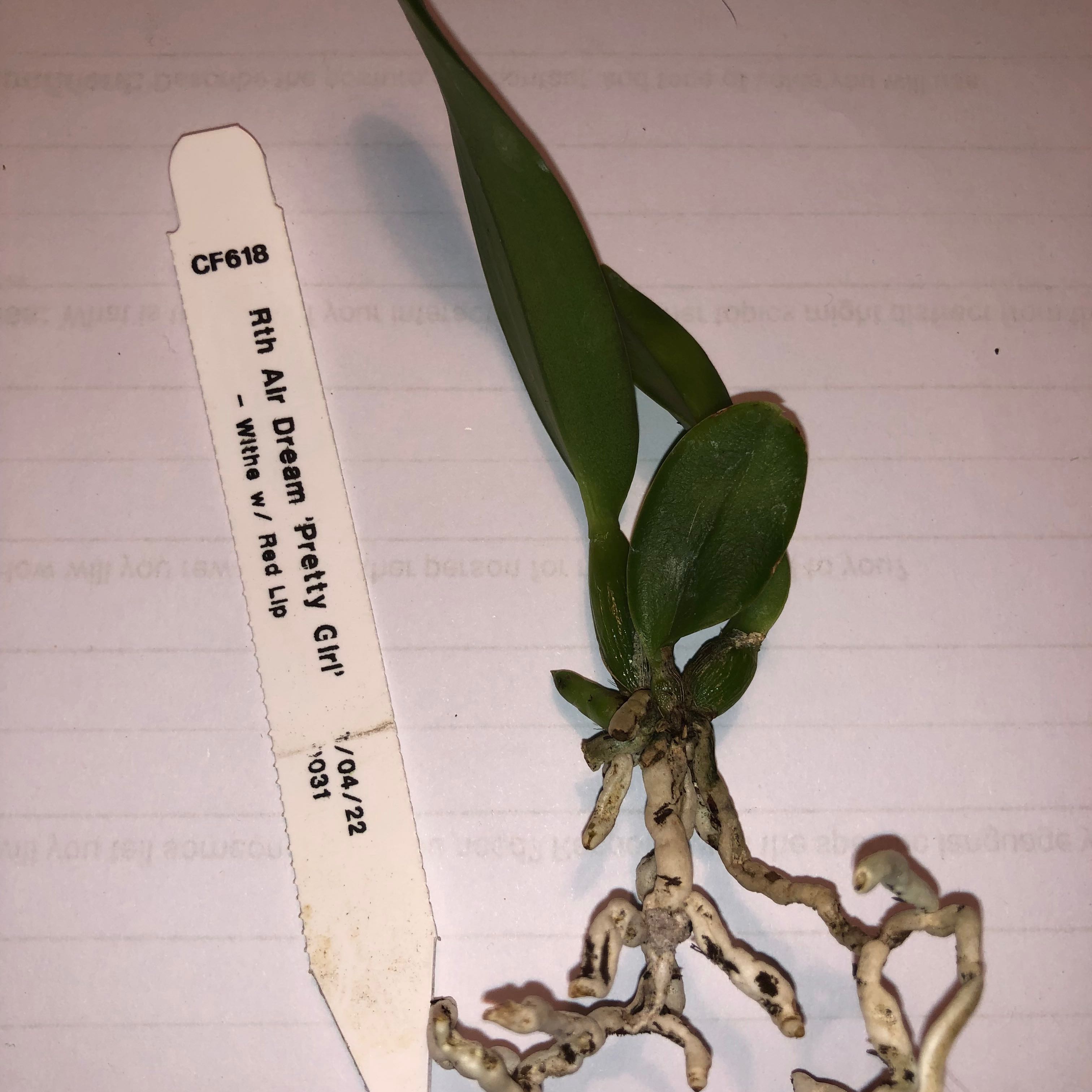 Photo of the plant species Cattleya Orchid by @SparklyBluerose named Gomez on Greg, the plant care app