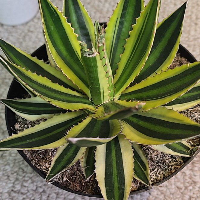 Photo of the plant species Agave Quadricolor by @CharmingLilac named Michelle Branch on Greg, the plant care app