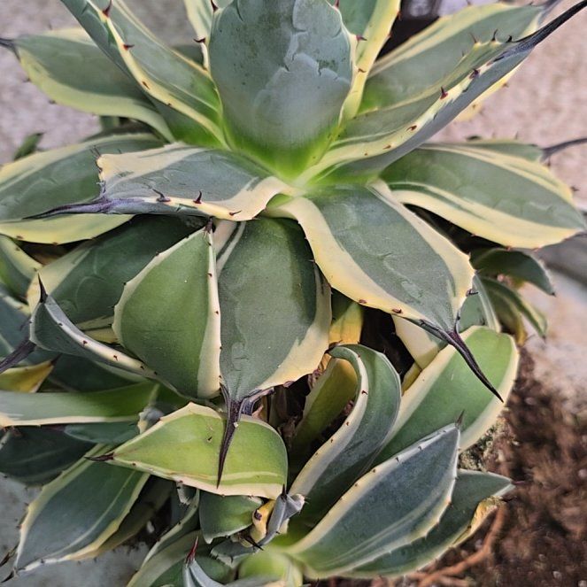 Photo of the plant species Agave applanata 'Cream Spike' by @CharmingLilac named Apollo on Greg, the plant care app