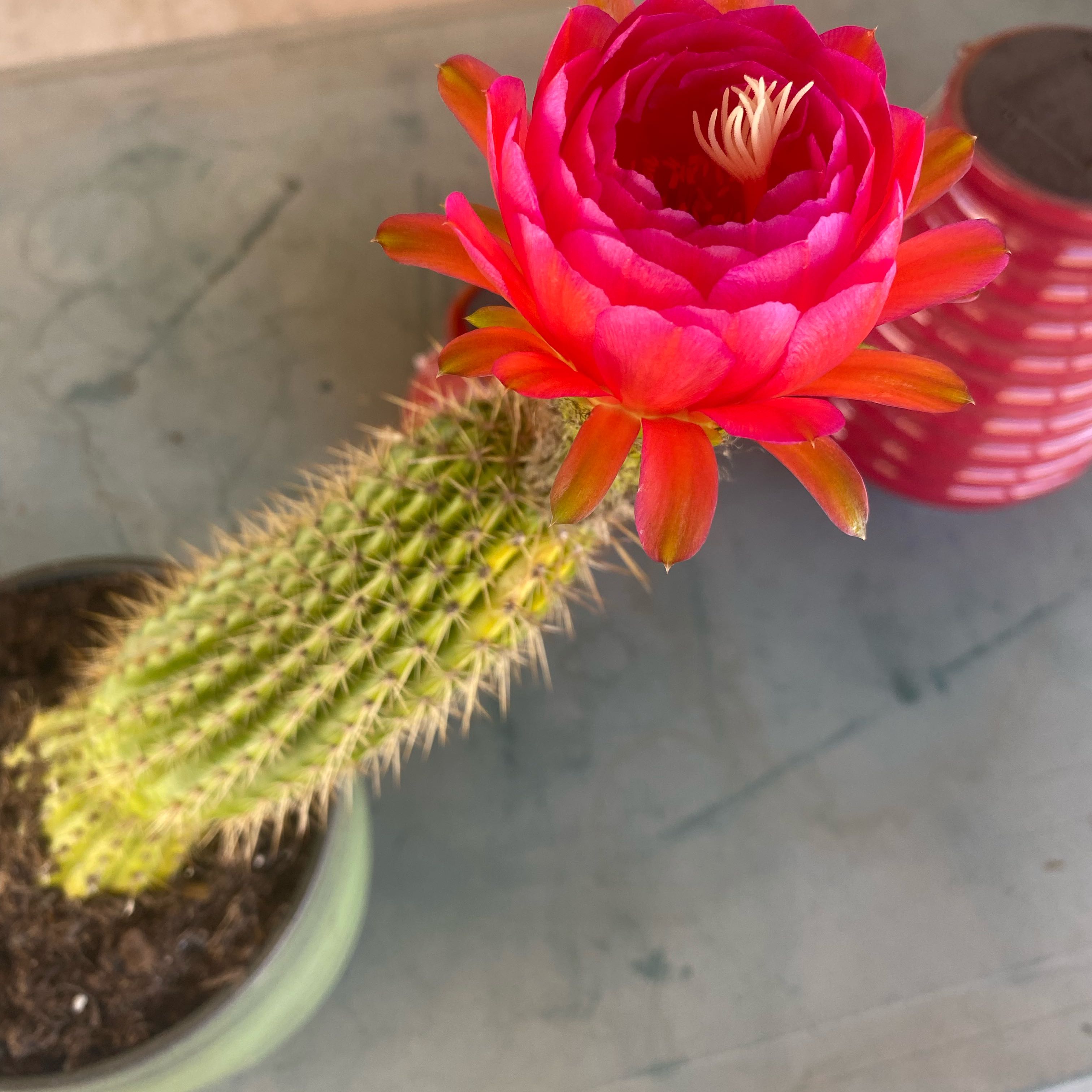 Photo of the plant species Trumpet Cactus Flower by @CuteLilacsage named Sunrise Sally on Greg, the plant care app