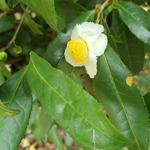 Photo of the plant species Tea by @SultryCattleya named Mollie on Greg, the plant care app
