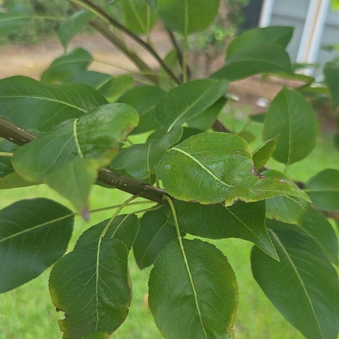 Photo of the plant species Common Pear by @SultryCattleya named Oscar on Greg, the plant care app