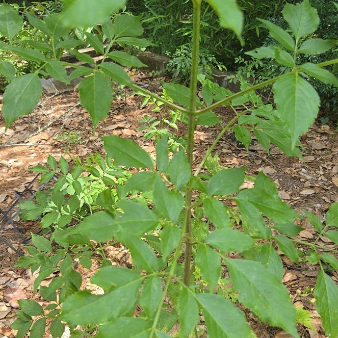 Photo of the plant species American Black Elderberry by @SultryCattleya named Keanu Leaves on Greg, the plant care app