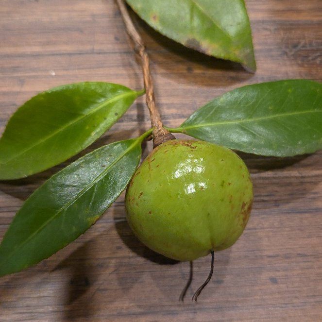 Photo of the plant species Common Camellia by @SultryCattleya named Kardashian on Greg, the plant care app