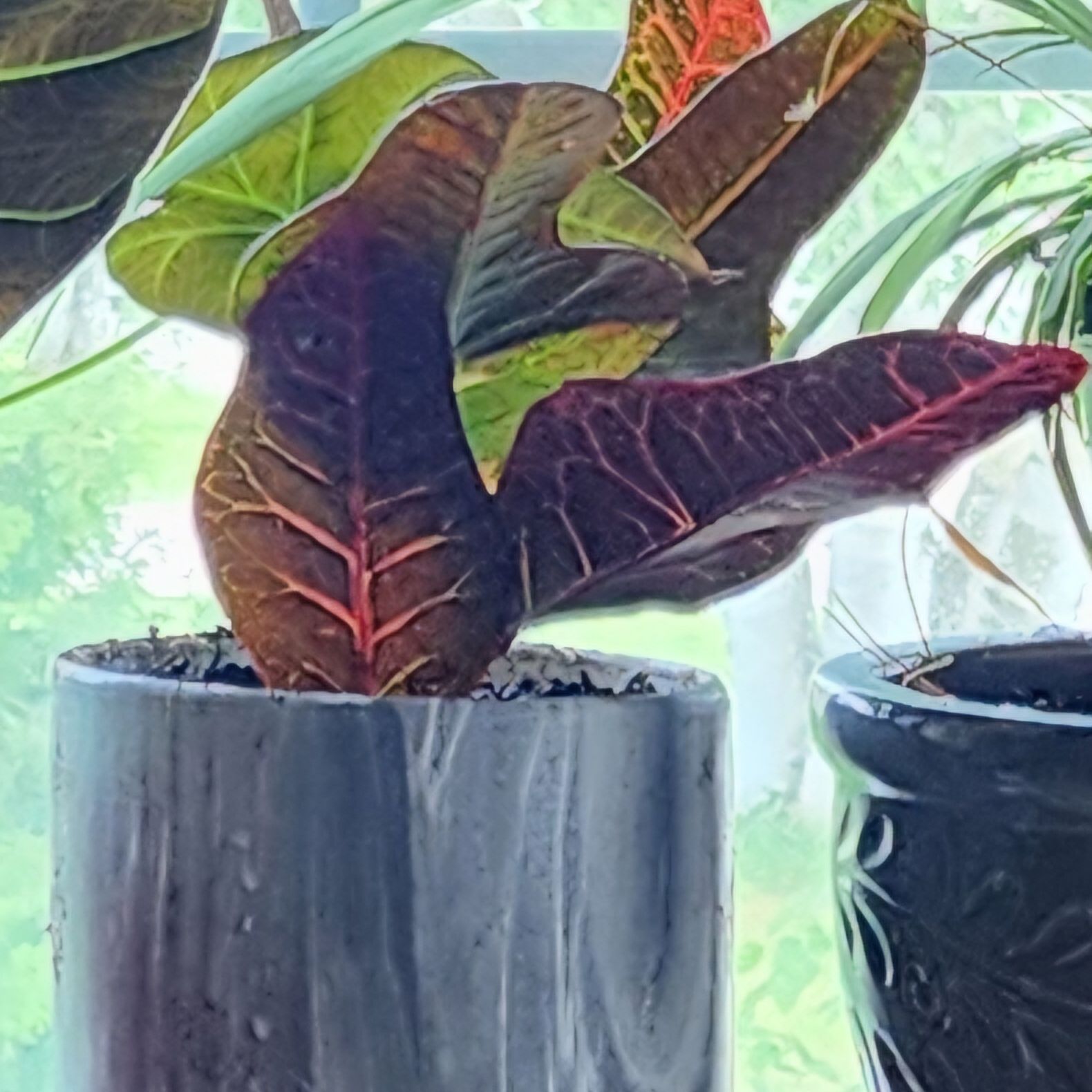 Photo of the plant species Oakleaf Croton by @SmileyDaisybush named Glow on Greg, the plant care app