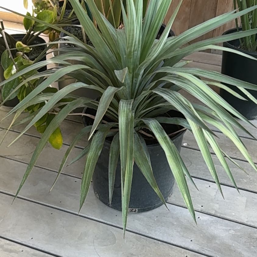 Photo of the plant species Yucca pendula by @SharpRedmambo named Drake on Greg, the plant care app