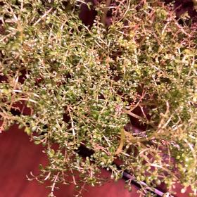 Photo of the plant species artillery plant by @SisterSandsedge named Gaga on Greg, the plant care app