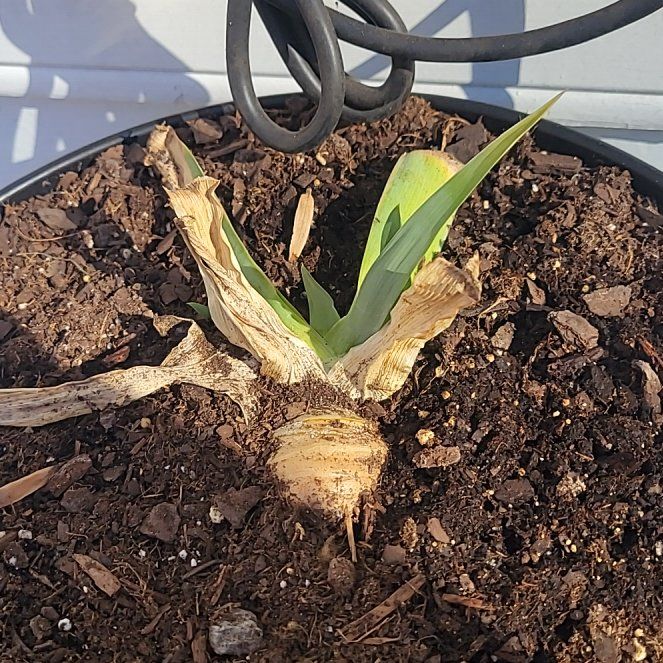 Photo of the plant species Bearded Iris 'Shazam' by @SupremeDee named Figyonce on Greg, the plant care app