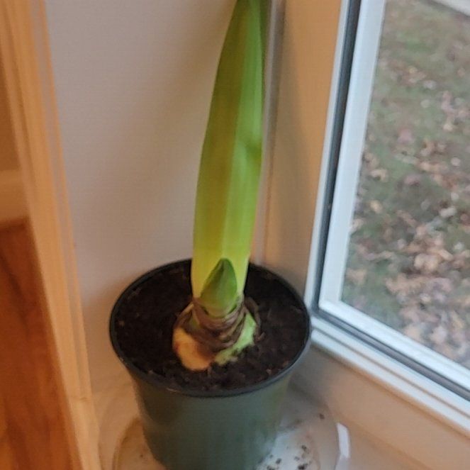 Photo of the plant species Amaryllis 'Glee' by @SupremeDee named Achilles on Greg, the plant care app