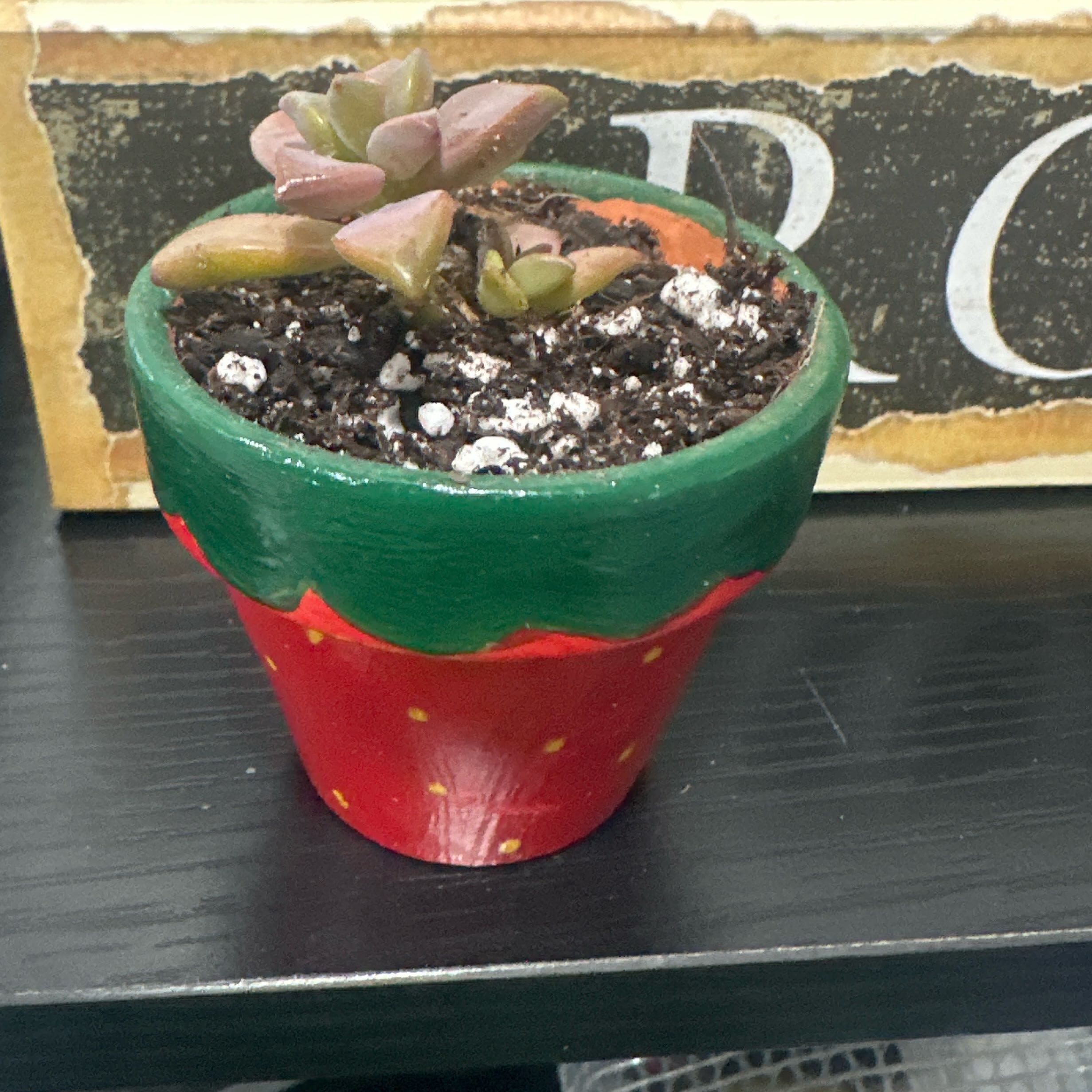 Photo of the plant species succulent by @FamedRipplejade named Rainier on Greg, the plant care app