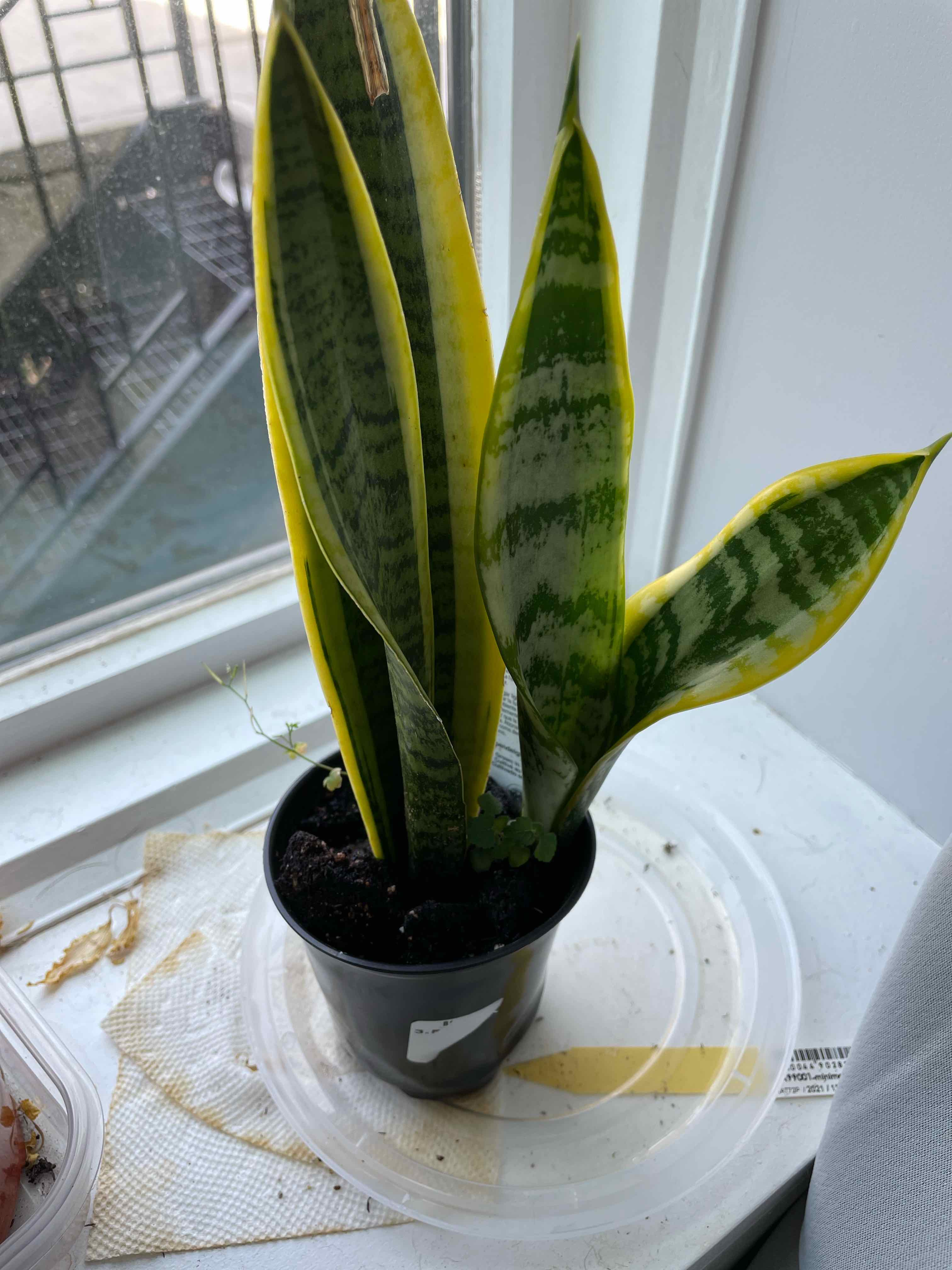 Sansevieria 'Lauren' plant with yellow-edged leaves on a windowsill.