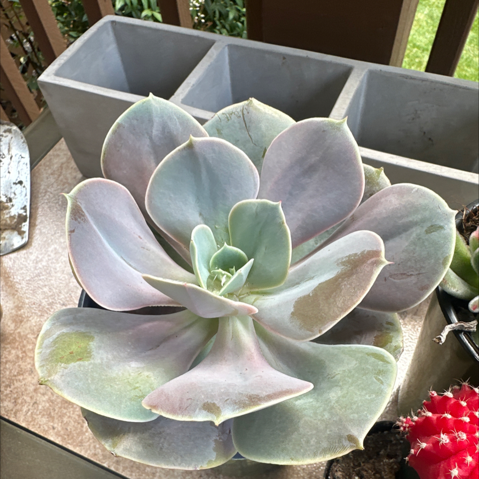 Photo of the plant species Echeveria 'Cream Puff' by @LordlyCorncob named Cleopatra on Greg, the plant care app