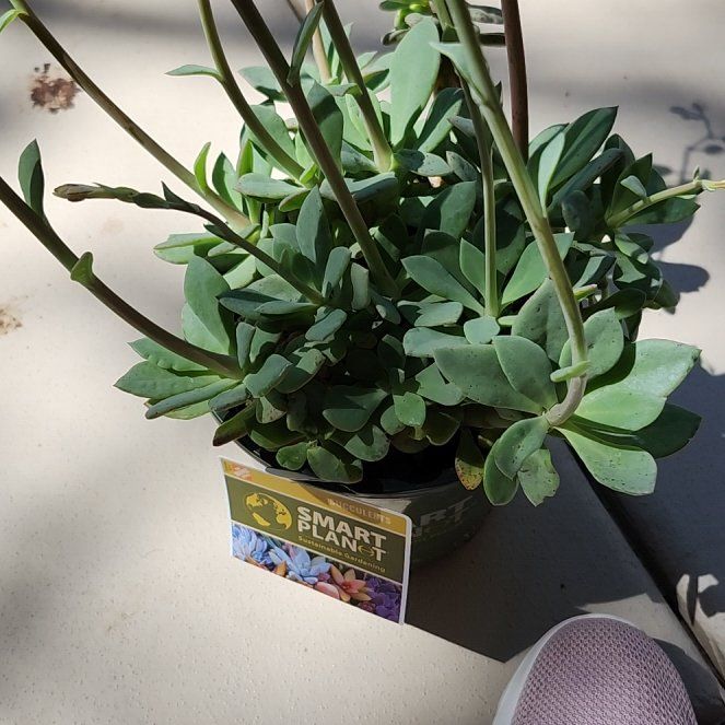 Photo of the plant species Rock Purslane by @FastWoodspurge named Tolkien on Greg, the plant care app