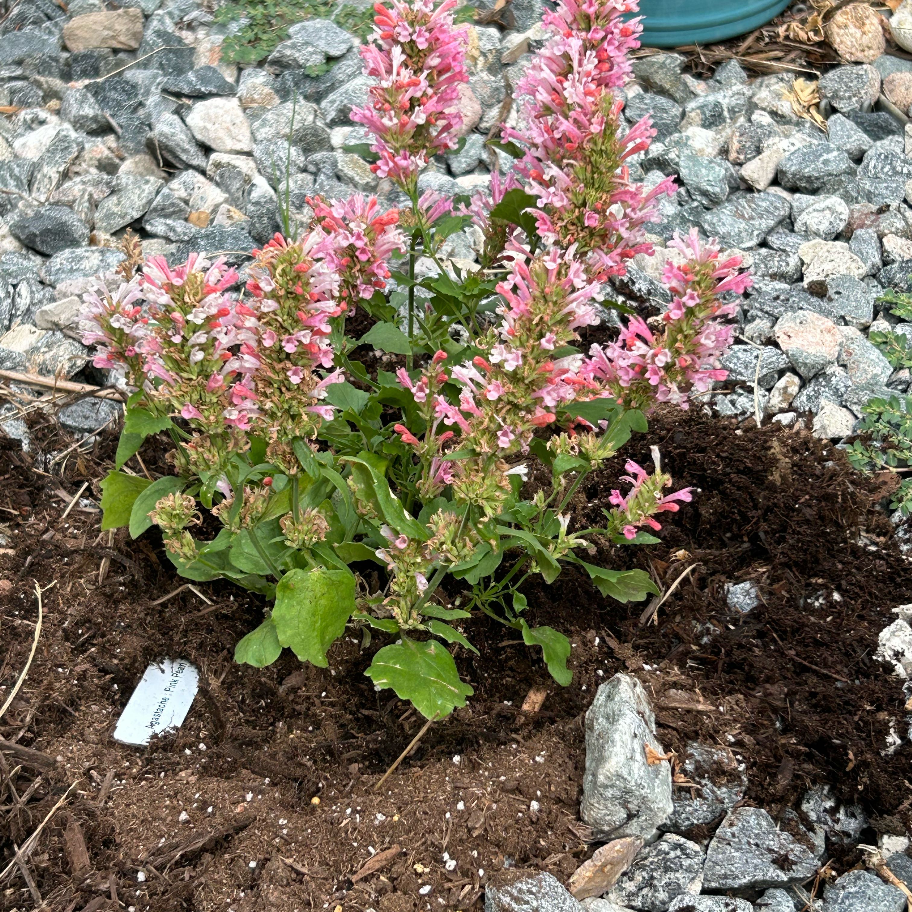 Photo of the plant species Clary Sage by Sheila named Leaf Erickson on Greg, the plant care app