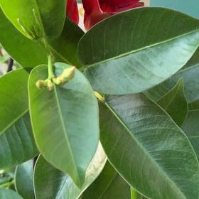 Photo of the plant species Samba by @FoxyFieldgarlic named Zion on Greg, the plant care app