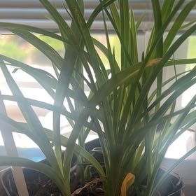 Photo of the plant species Reblooming Daylily by @UrbaneWoodavens named Aristotle on Greg, the plant care app