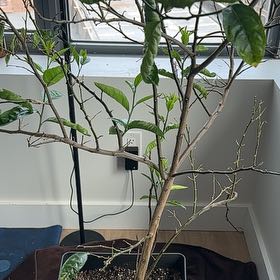Photo of the plant species Sweet Orange Tree 'Cipo' by @PrimoThemiller named Mando on Greg, the plant care app