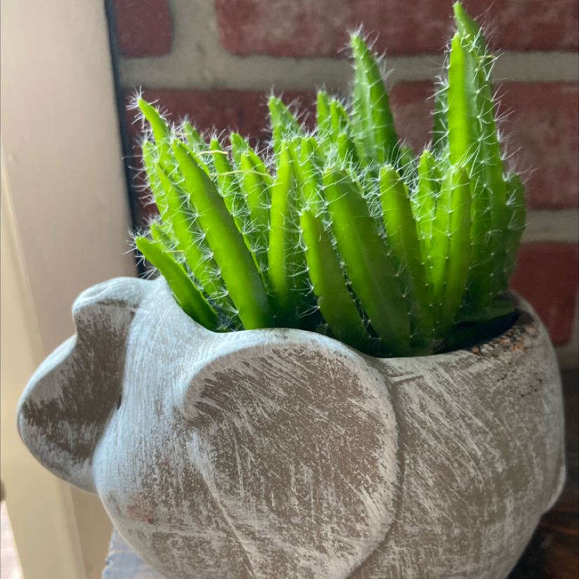 Photo of the plant species Dragon Fruit by @KayElle named Toothless on Greg, the plant care app