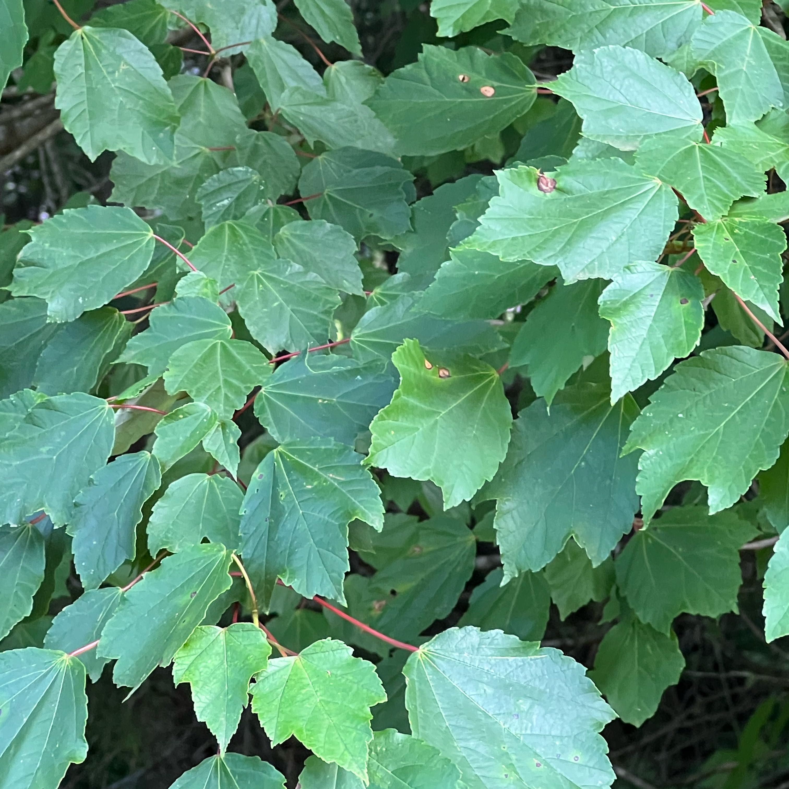 Photo of the plant species Italian Maple by @PrimaryRhodotus named Darwin on Greg, the plant care app