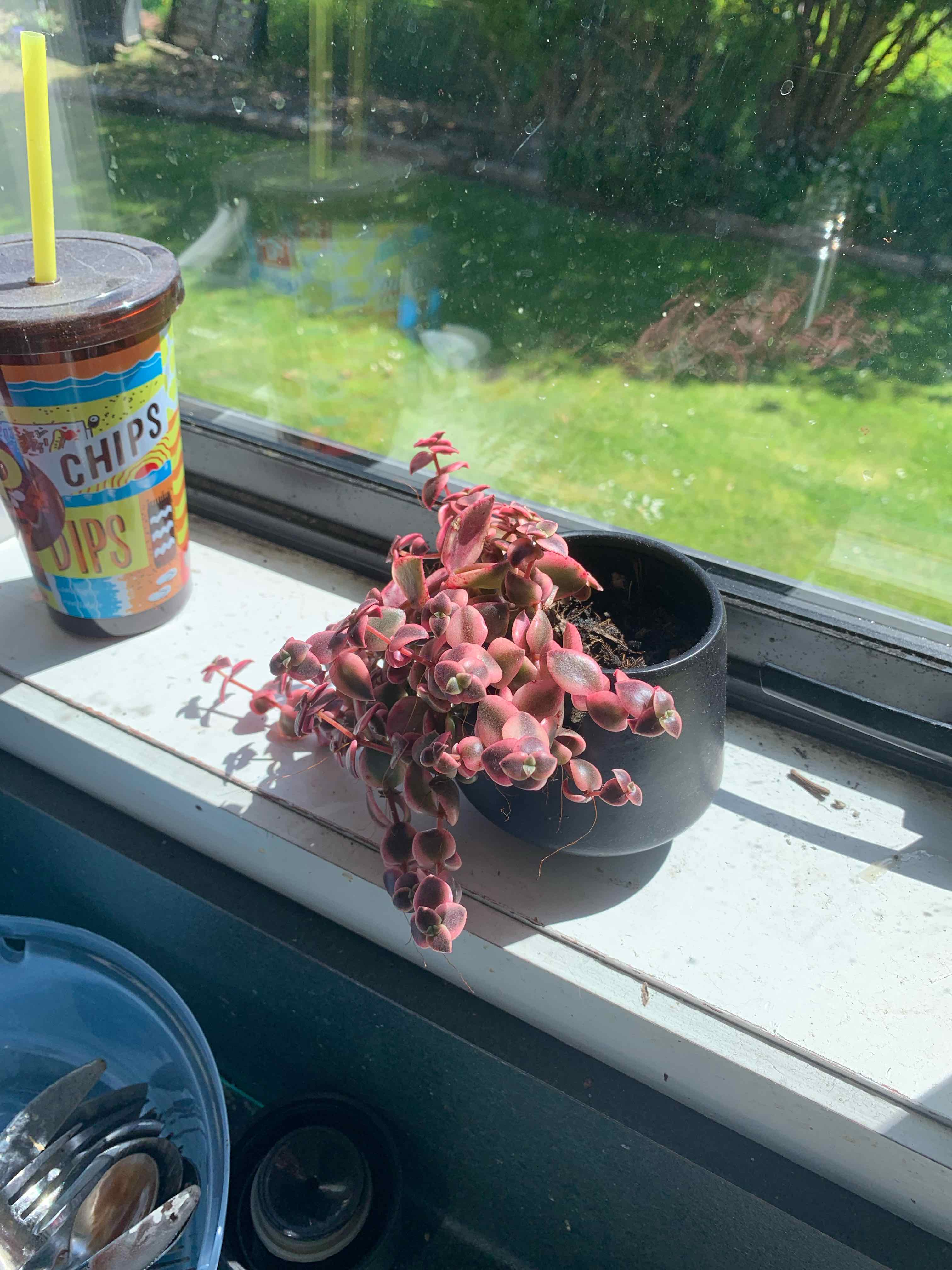 Sedum 'Little Missy' plant in a black pot on a windowsill with visible soil.