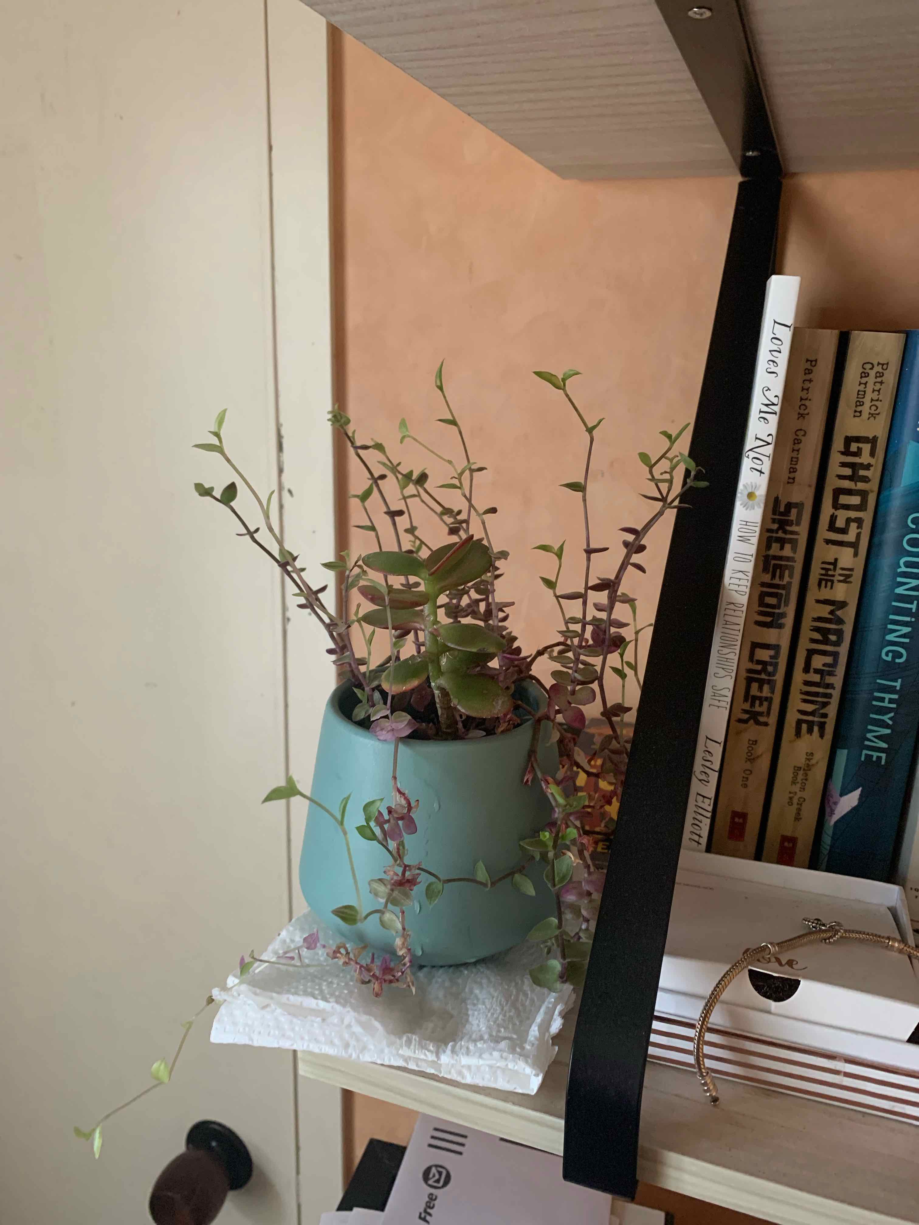 Potted Sedum 'Little Missy' plant on a shelf with books in the background.