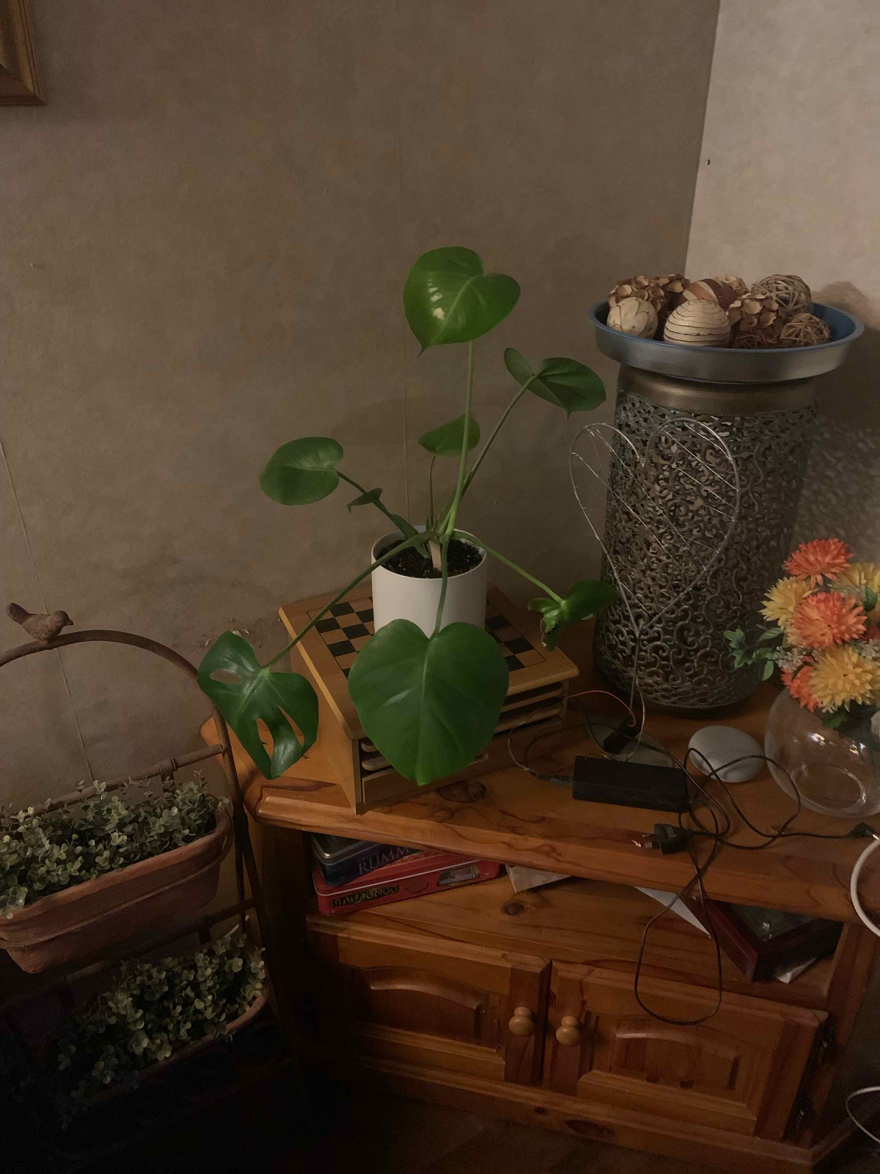 Monstera plant photo by @bruhgetta named Donatello on Greg, the plant care app.