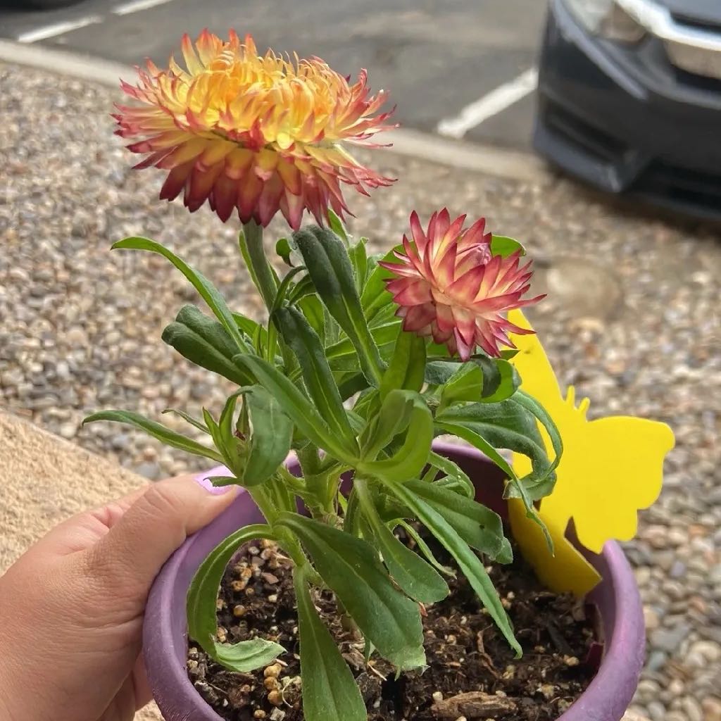 Potted Strawflower plant with vibrant flowers and healthy green leaves.