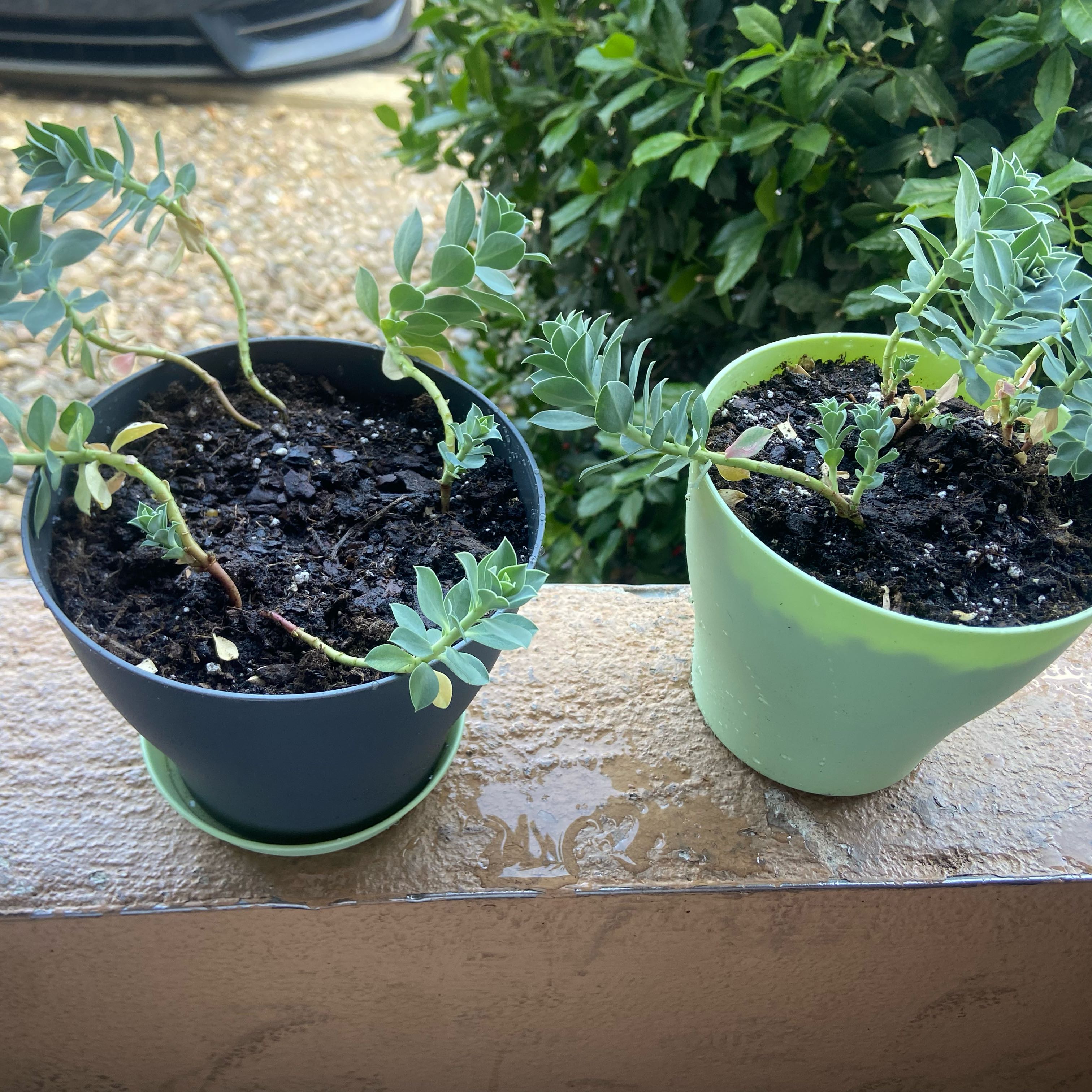 Two potted Myrtle Spurge plants on a ledge with visible soil and healthy leaves.