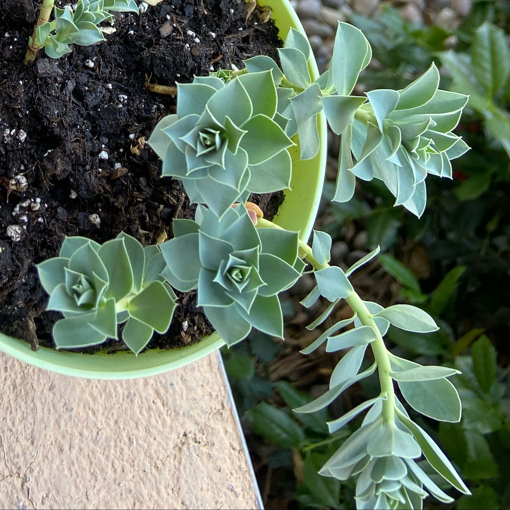 Healthy Myrtle Spurge plant with rosette-shaped leaves in a pot.