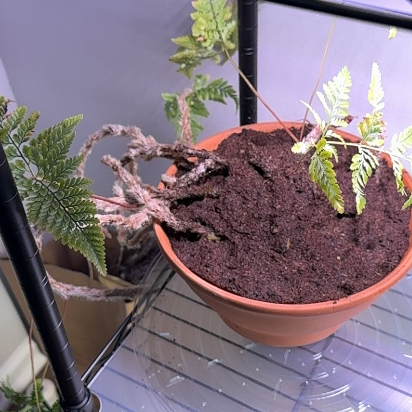 Photo of the plant species Squirrel's Foot Fern by @PiousValleyoak named Jim on Greg, the plant care app