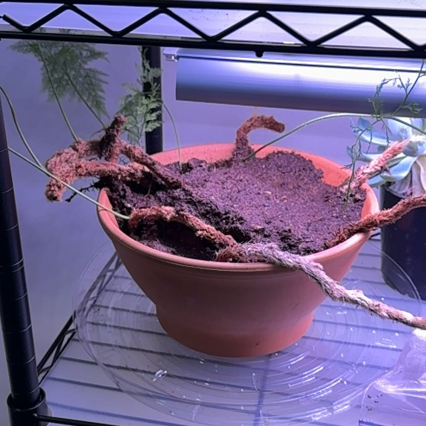 Photo of the plant species Squirrel's Foot Fern by @PiousValleyoak named Larry on Greg, the plant care app