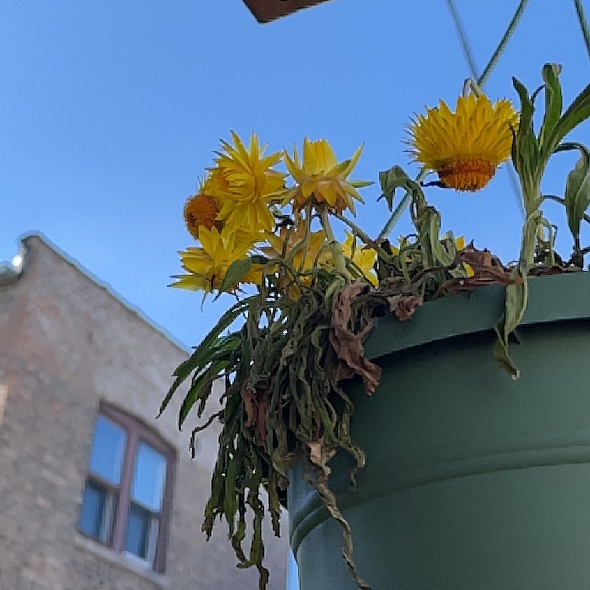 Potted Strawflower plant with yellow flowers and some wilted, brown leaves.