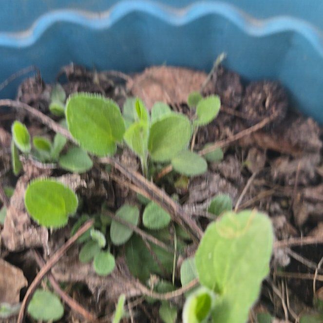 Photo of the plant species Yellow Daisy by @BrawnyRutabaga named Captain Plant-it on Greg, the plant care app
