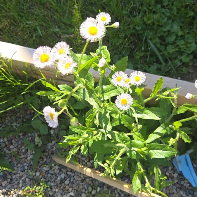 Photo of the plant species Philadelphia Fleabane by @BrawnyRutabaga named Keanu Leaves on Greg, the plant care app